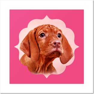 Vizsla puppy- Hungarian pointer Posters and Art